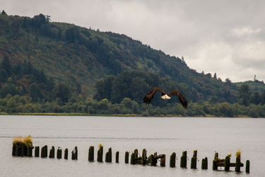 Bald eagle gliding over the Columbia River